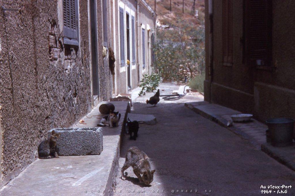 MERS EL KEBIR B LES CHATS DU VIEUX PORT 1964.jpg